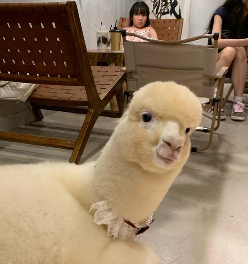 羊驼牙齿不整齐的原因是什么？