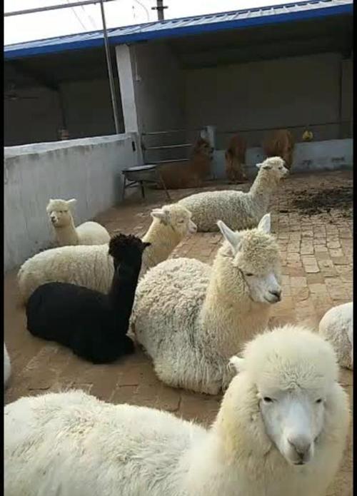 羊驼生产期间的饮食应该注意什么？