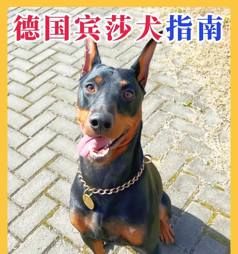 杜莎犬在宠物市场的价格是多少？如何判断价格是否合理？