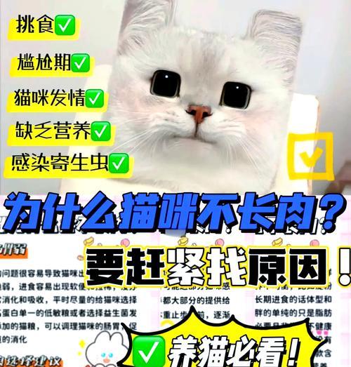 猫咪仅吃猫粮暴瘦是正常现象吗？可能的原因是什么？