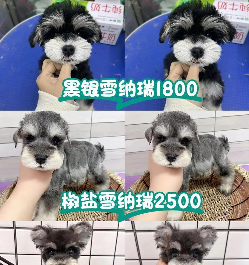 雪纳瑞睫毛一次多少钱正常