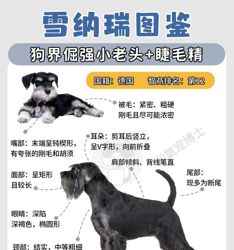 雪纳瑞睫毛一次多少钱正常
