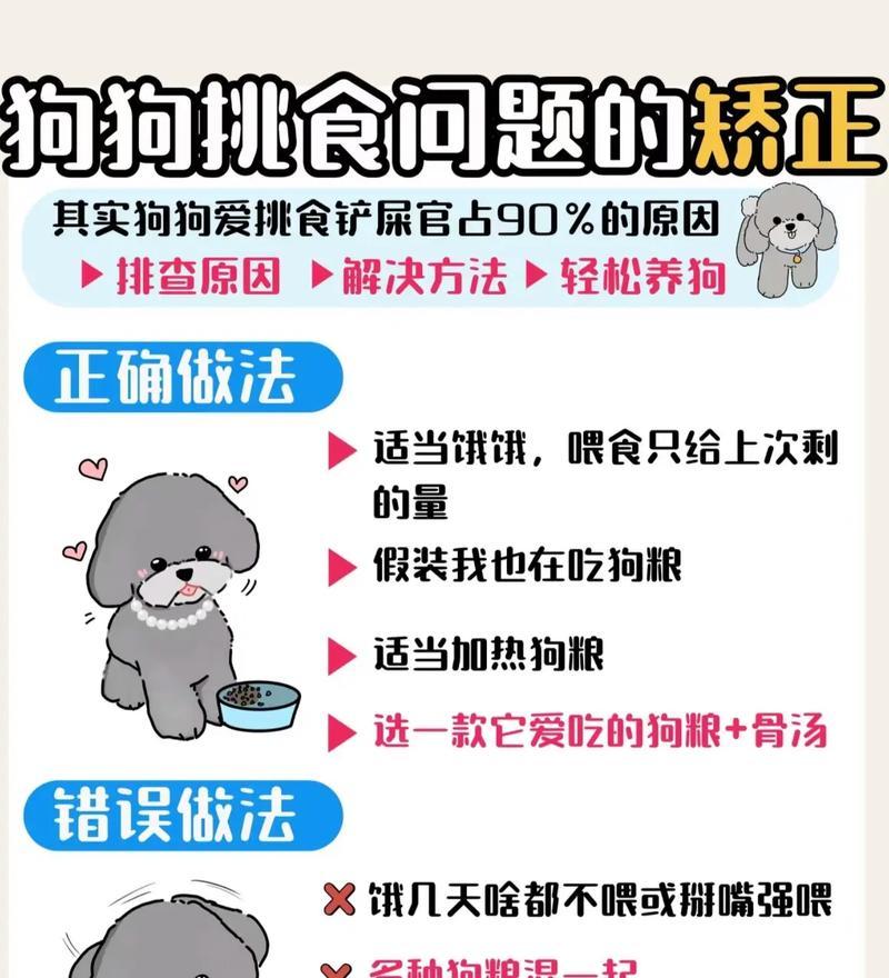 狗狗为何对猫粮上瘾？如何纠正这一饮食习惯？