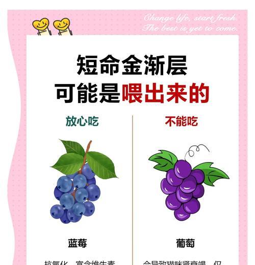 金渐层幼猫饮食指南：哪种猫粮能避免拉稀？