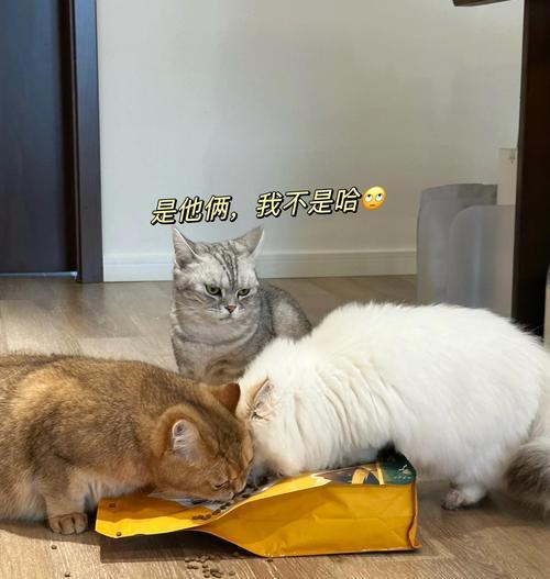 流浪猫不再偷食猫粮该如何应对？