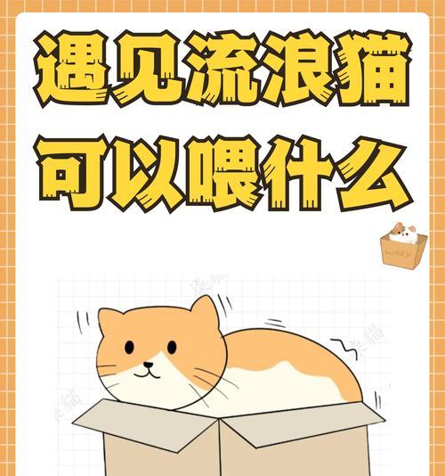 流浪猫不再偷食猫粮该如何应对？