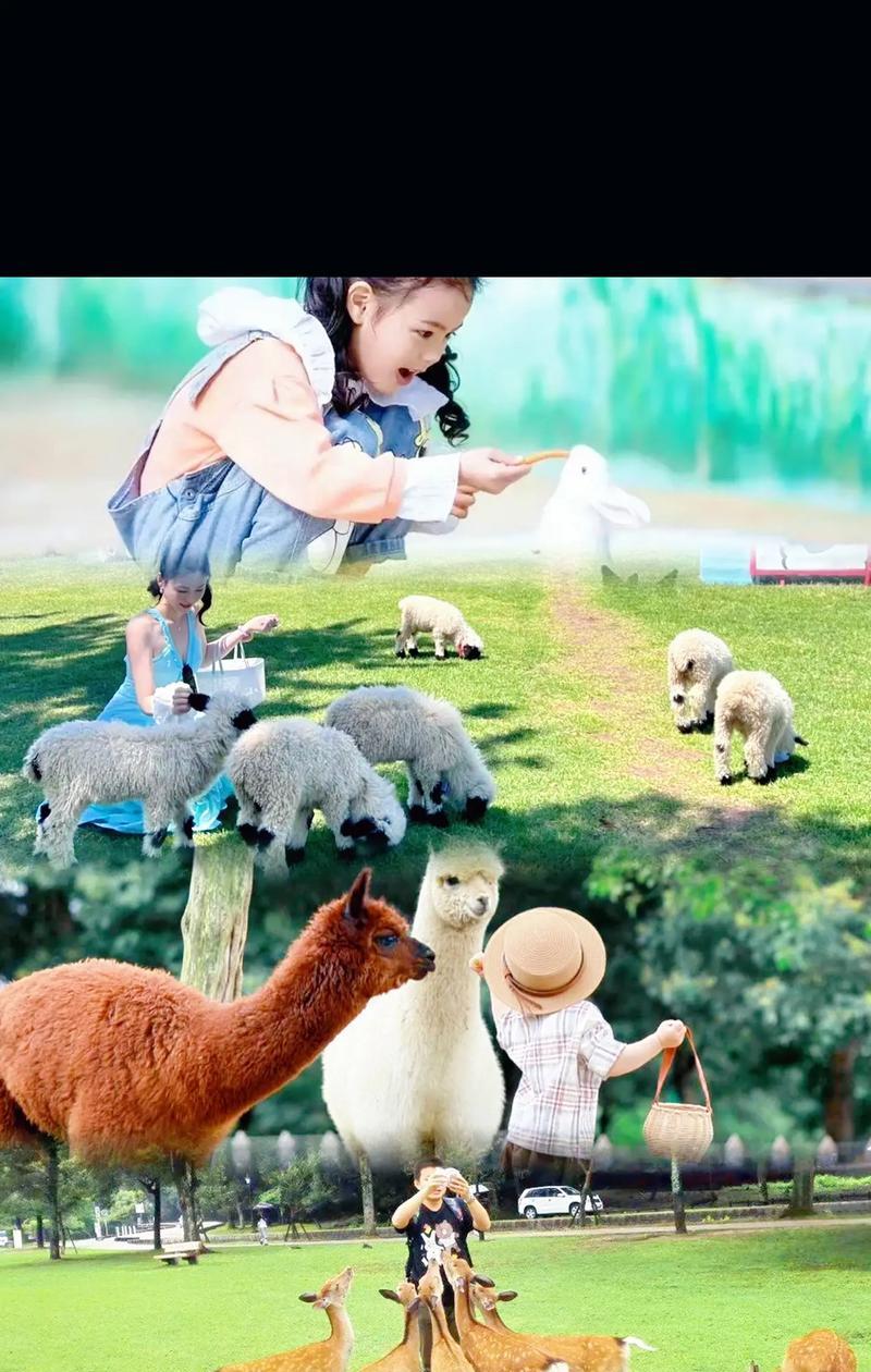 贵阳羊驼小镇的住宿条件如何？