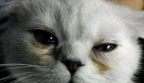 猫咪大便中出现未消化猫粮的原因是什么？如何解决？