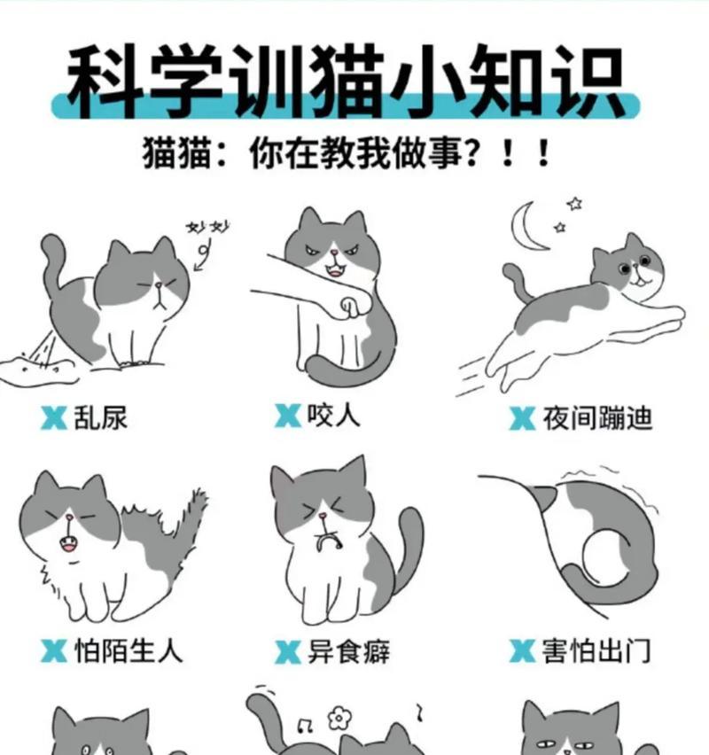 猫咪抛食后逃跑的原因是什么？如何训练其正常进食？