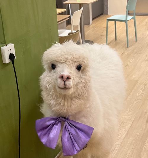 卫士猫粮臭味重吗怎么办？羊驼宝宝爱吃什么东西呢？