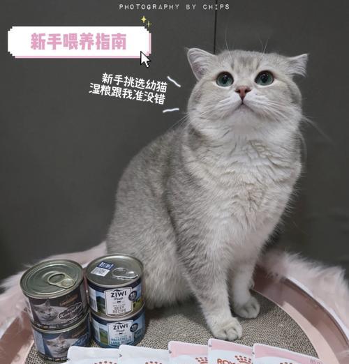 幼猫湿粮的正确喂食方法是什么？