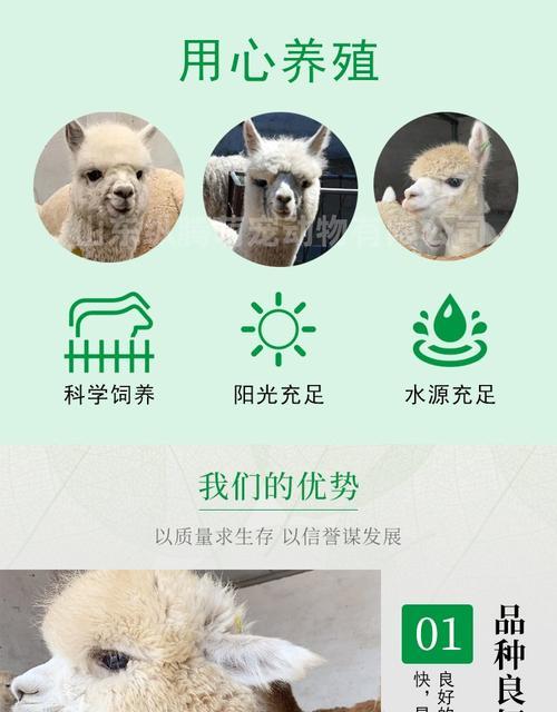 羊驼养殖用什么种子好？种子选择的标准是什么？