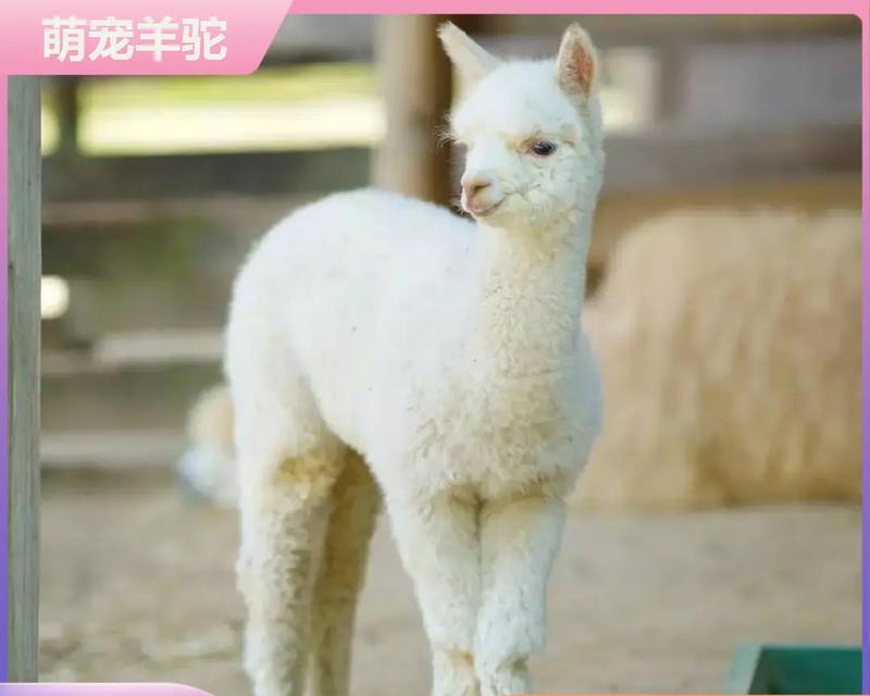 羊驼养殖用什么种子好？种子选择的标准是什么？