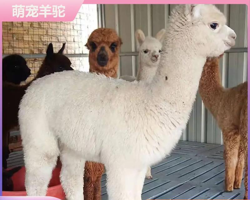 羊驼养殖用什么种子好？种子选择的标准是什么？