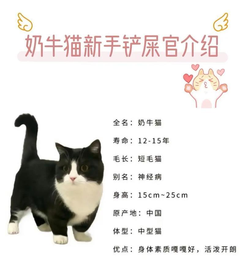 奶牛猫适合哪种猫粮？选择时应注意哪些营养成分？