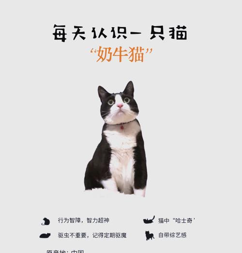 奶牛猫适合哪种猫粮？选择时应注意哪些营养成分？
