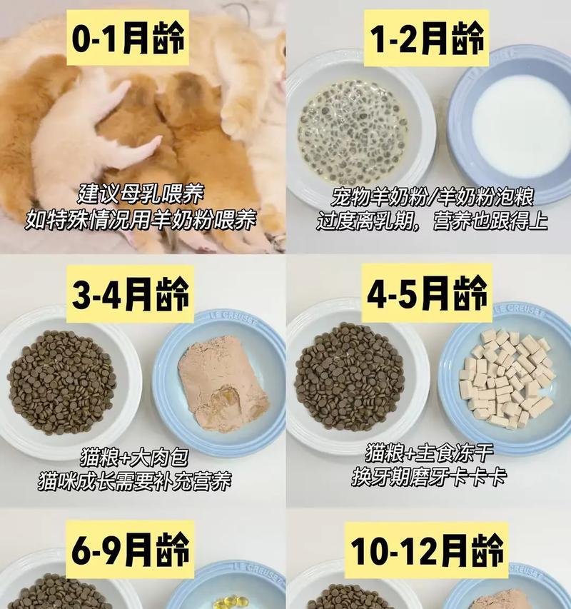 猫咪开食猫粮正确喂养方法？