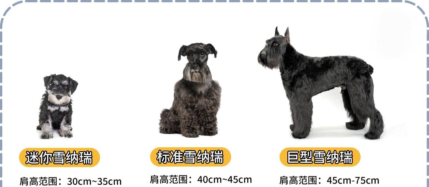 雪纳瑞和金毛的混血宝宝能长到多少斤？它们的体型特征是什么？