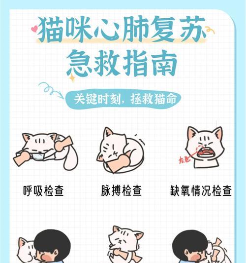 猫咪断粮时应如何急救？