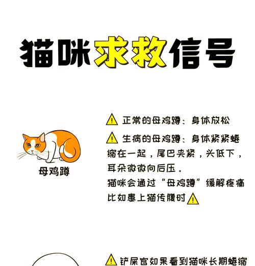 猫咪断粮时应如何急救？