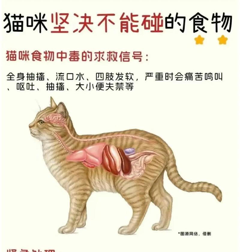 猫吃什么可以不喂猫粮？有哪些替代食品？