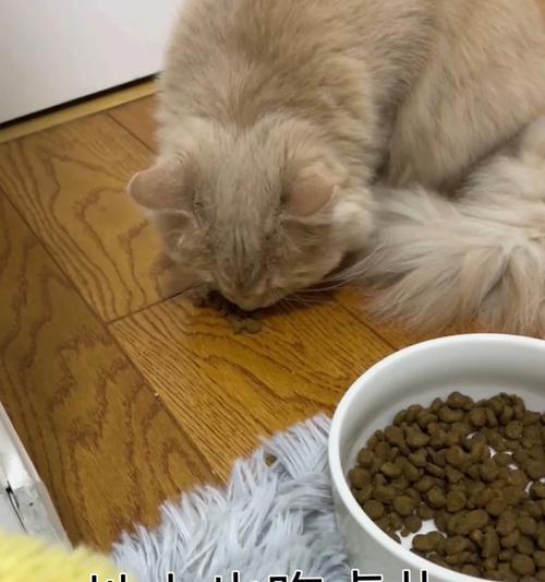 小猫咪看着猫粮不吃是怎么回事？可能的原因有哪些？
