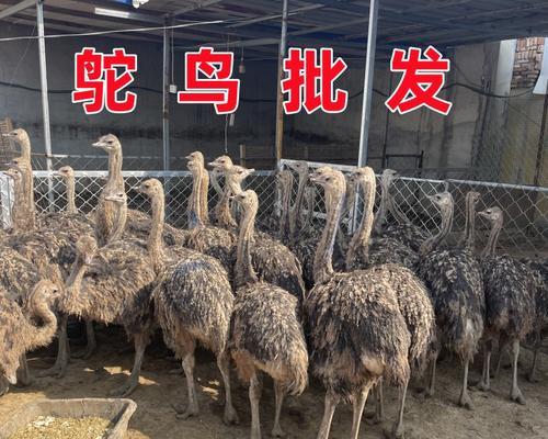 鸵鸟和羊驼的日常饮食包括哪些食物？它们的饮食习惯有何不同？