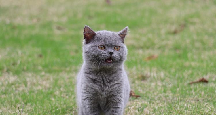 两个月大的蓝猫不吃猫粮怎么办？解决蓝猫拒食猫粮的方法是什么？
