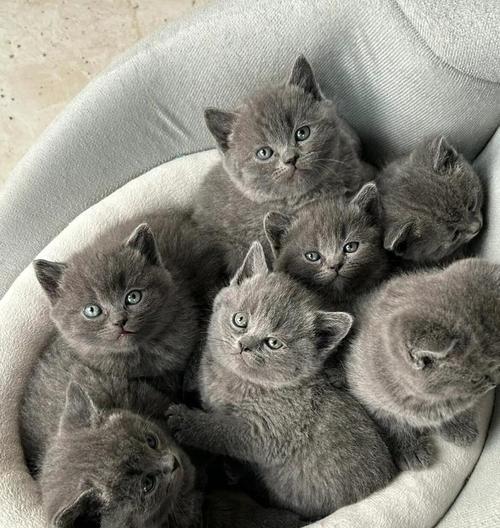 两个月大的蓝猫不吃猫粮怎么办？解决蓝猫拒食猫粮的方法是什么？