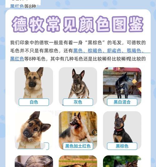 50斤德牧脖围是多少？如何测量德牧的脖围？