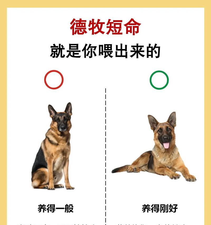50斤德牧脖围是多少？如何测量德牧的脖围？