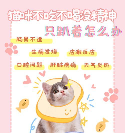 猫咪吃了猫粮后没力气应该怎么办？