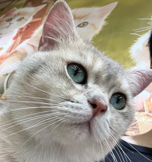 猫咖里有羊驼会怎样？对猫咪有何影响？