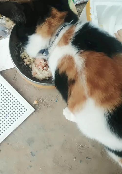 田园猫到家后不吃猫粮应该怎么办？