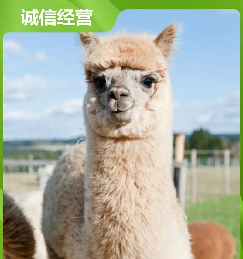 羊驼的价格如何计算？羊驼的饲养成本是多少？