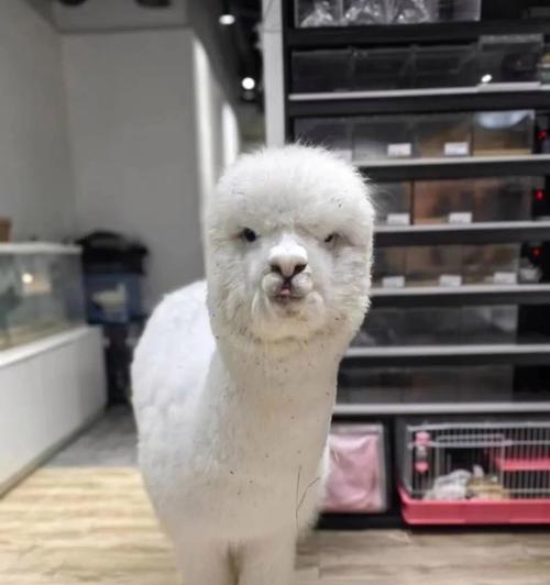 羊驼口水臭味如何处理？有没有有效的清洁方法？