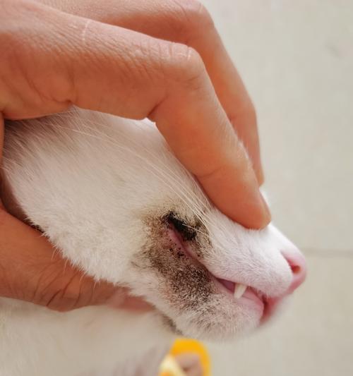 猫嘴角变黑是健康问题吗？可能的原因有哪些？