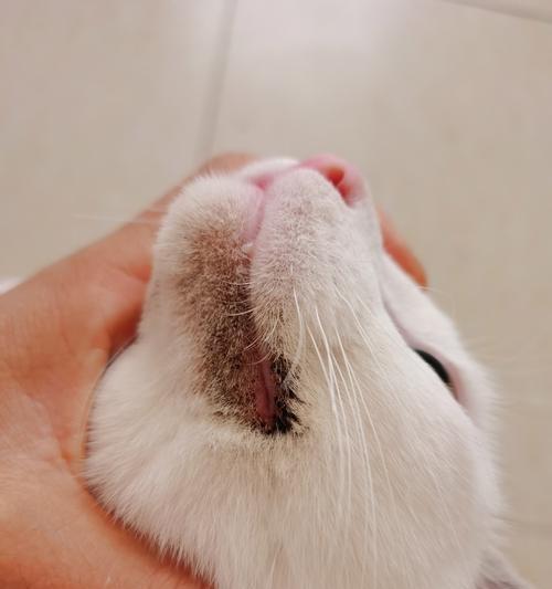 猫嘴角变黑是健康问题吗？可能的原因有哪些？