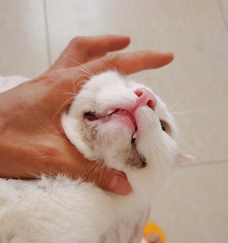 猫嘴角变黑是健康问题吗？可能的原因有哪些？