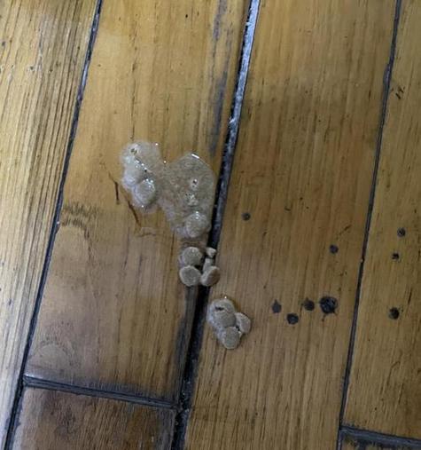 猫咪撑吐猫粮了怎么办？如何处理这种情况？