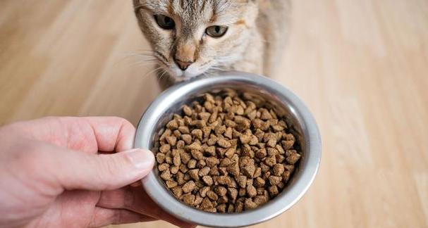 夏季如何正确储存猫粮以防止变质？有哪些实用技巧？