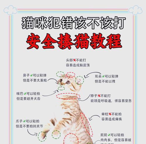 小猫学习咬猫粮的正确方法是什么？