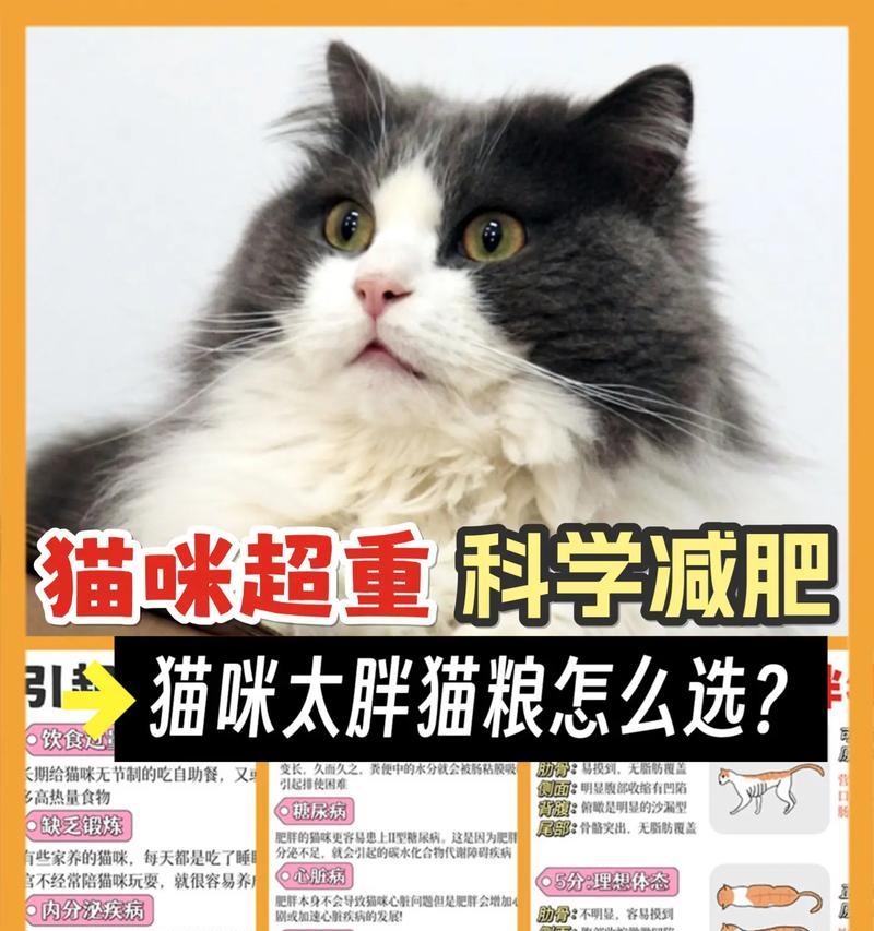 喂食猫粮导致猫咪肥胖的原因是什么？