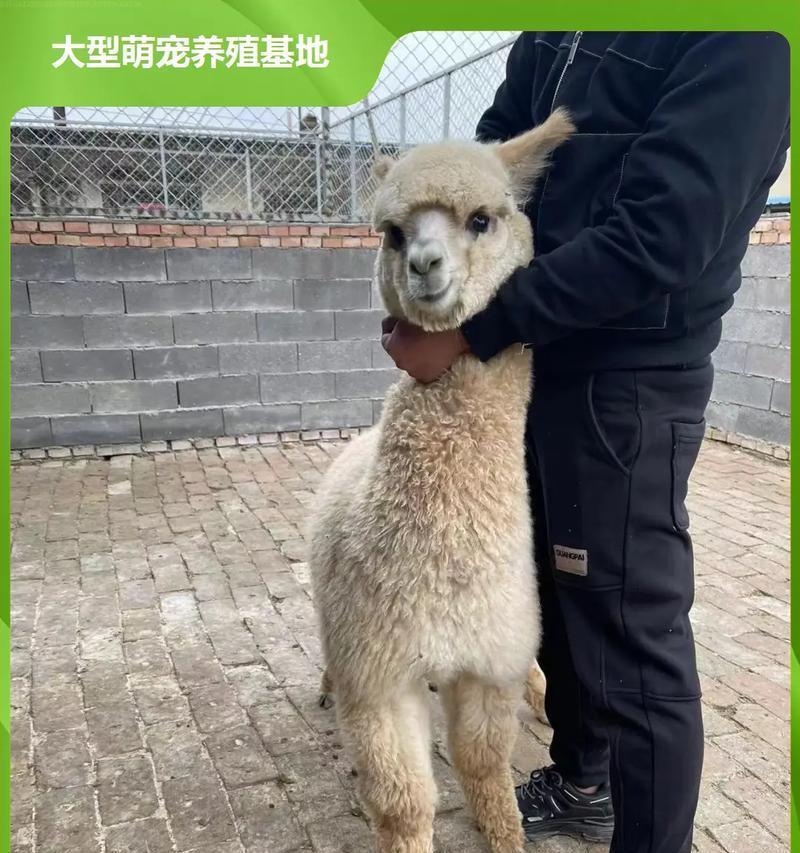 羊驼的父母如何养育小羊驼？