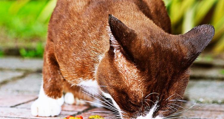 流浪猫应该喂食好猫粮吗？喂好猫粮对流浪猫有何益处？