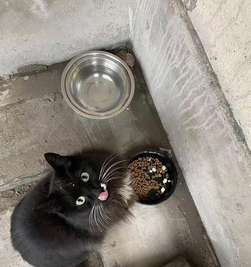 流浪猫应该喂食好猫粮吗？喂好猫粮对流浪猫有何益处？