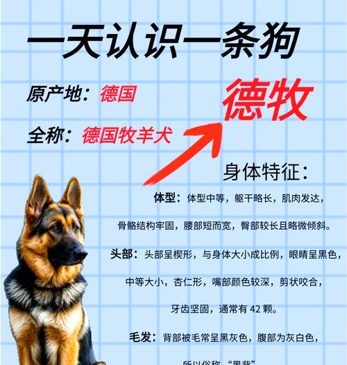 德牧每天应该摄入多少克鱼油？如何计算？
