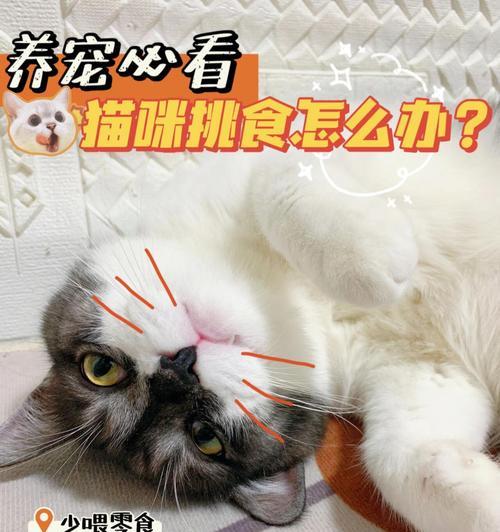 猫吃猫粮嘴里有血丝怎么办？猫正常吃猫粮怎么吃？