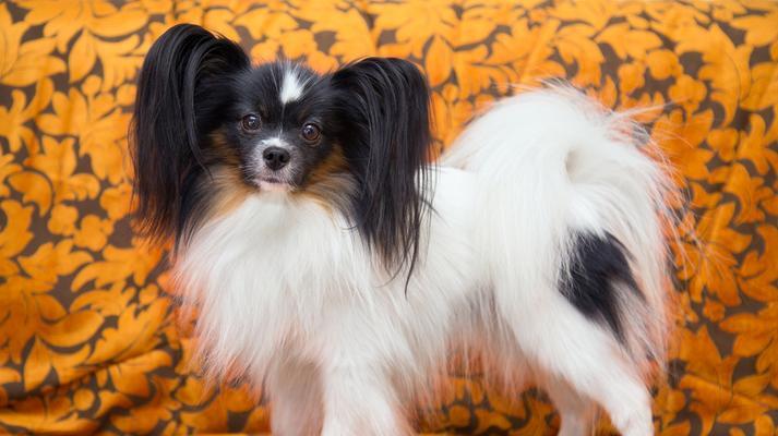 蝴蝶犬取名有哪些好听的建议？