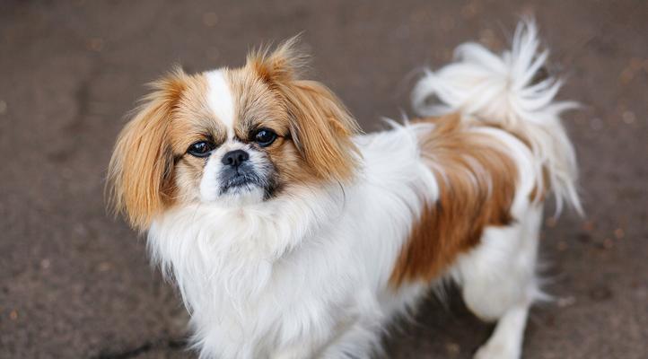蝴蝶犬取名有哪些好听的建议？